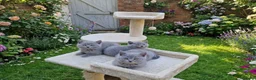 British Shorthair cats for sale: 3 purebred Blue British Shorthair kittens girls  - Advert 5