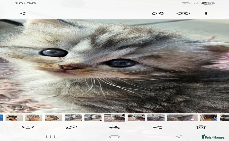Mixed Breed cats - Advert 2