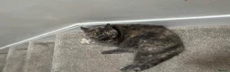 Exotic cats for sale: Exotic Shorthair Female Calm s d very friendly  in London - Advert 3