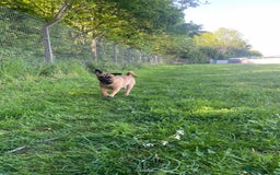 Pug dogs for adoption: Buffy - Image 5