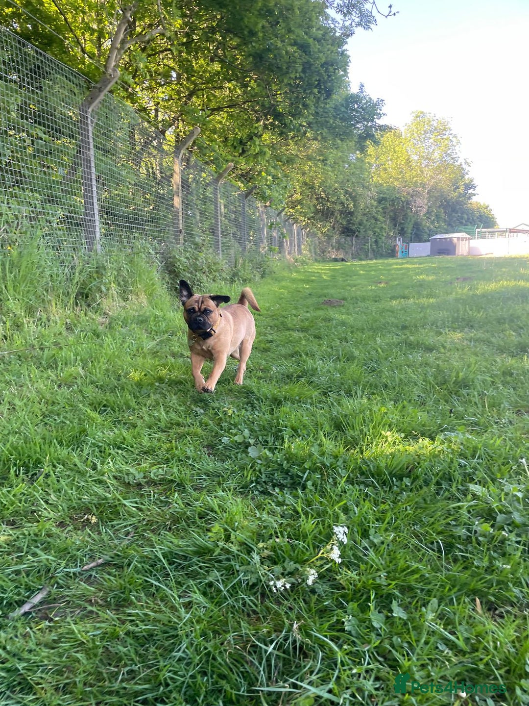 Pug dogs for adoption: Buffy - Image 5
