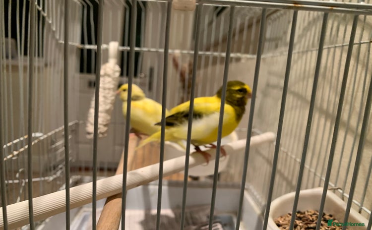 Canaries birds - Advert 1
