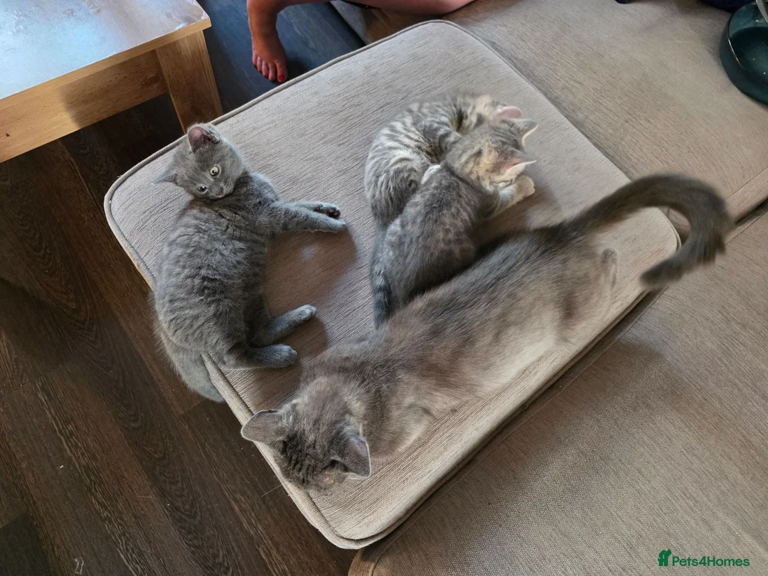Mixed Breed cats for sale: 3 kittens for sale - Advert 1