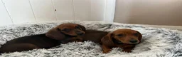Miniature Dachshund dogs for sale: Miniature dachshund puppies - Advert 31