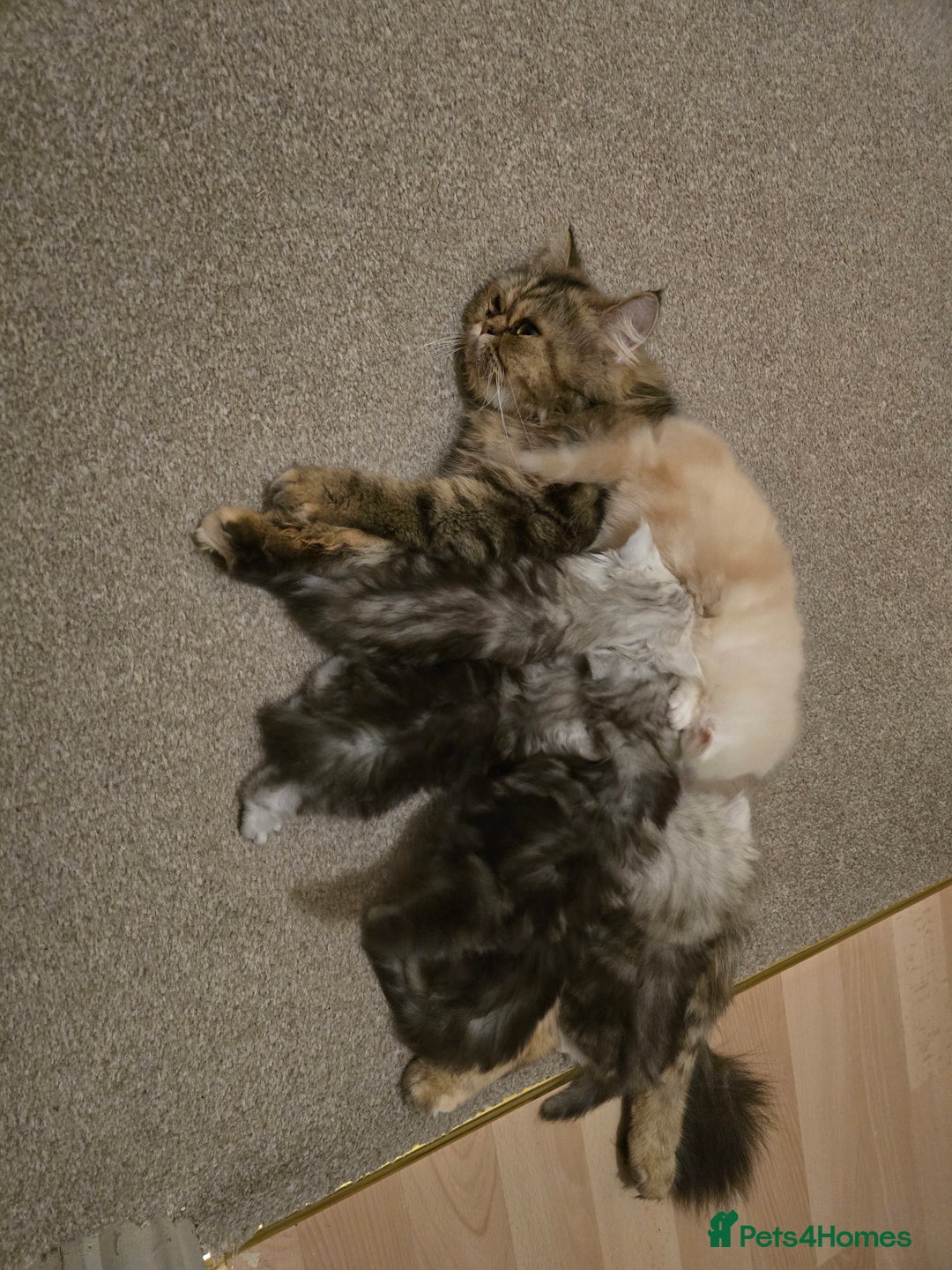 Persian cats for sale: Persian fluffy angels - Advert 3