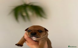 Staffordshire Bull Terrier dogs for sale: Red Staffordshire bull terrier puppies  - Image 1