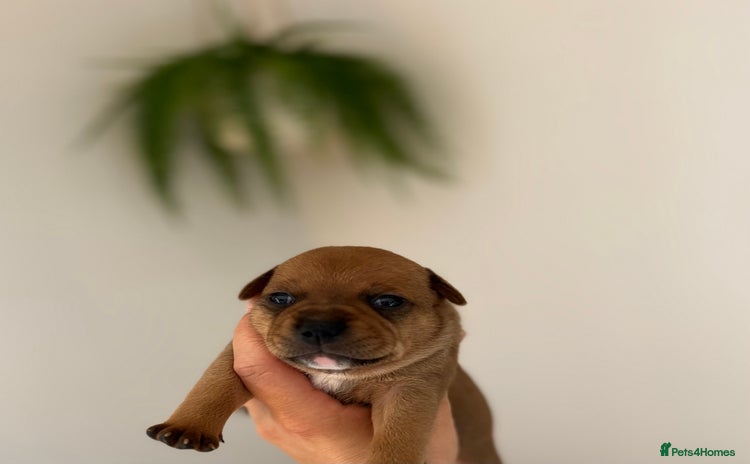 Staffordshire Bull Terrier dogs - Advert 1