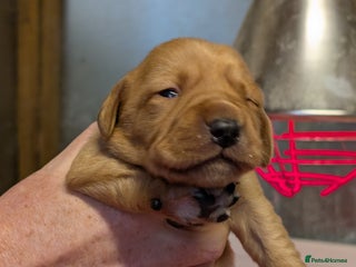 Labrador Retriever dogs Fab KC Fox Red Pups - 4* Higher Standard Breeder - Advert 3