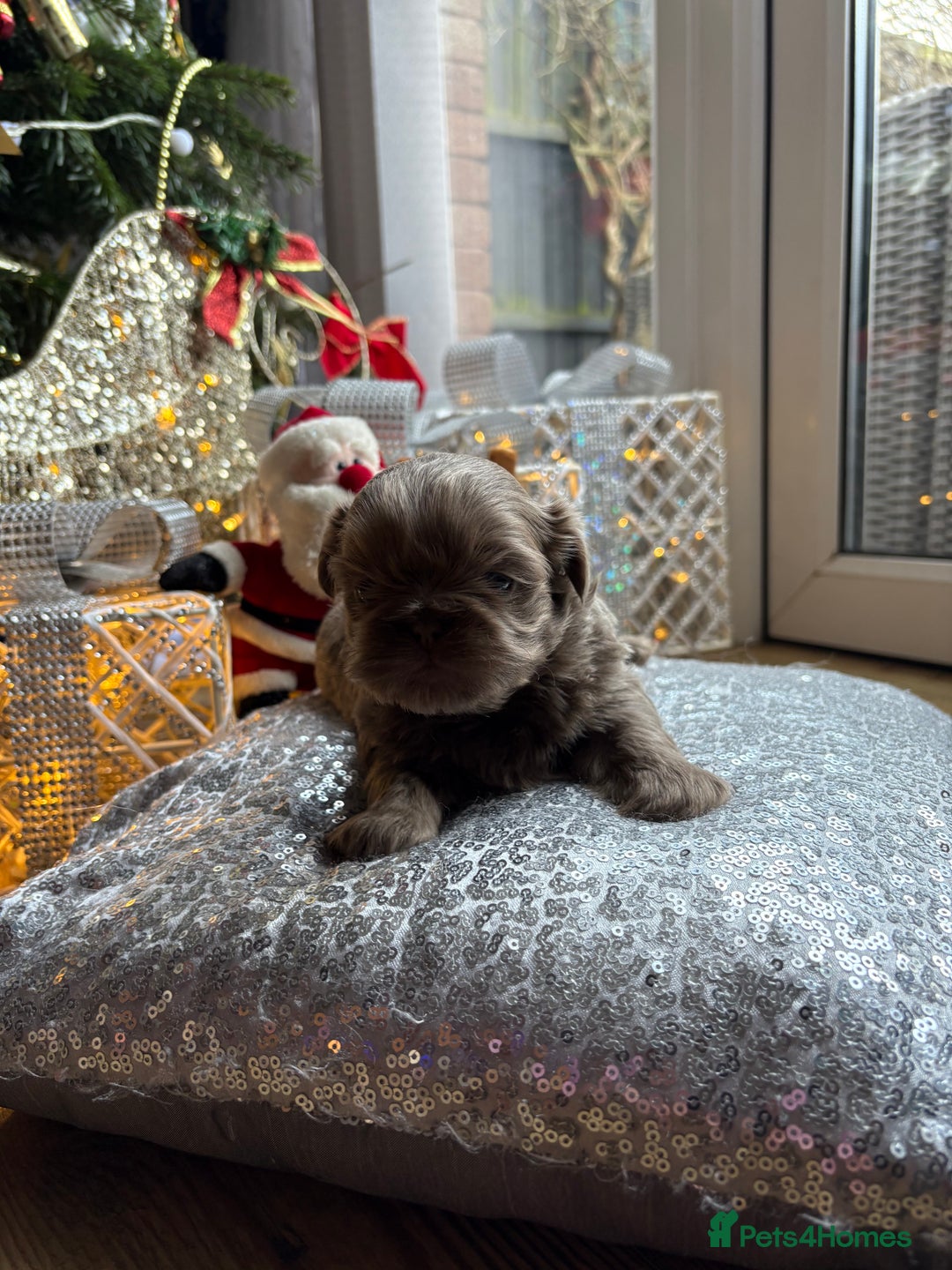 Shih Tzu dogs for sale: 4 beautiful stunning shih tzu puppies  - Advert 2