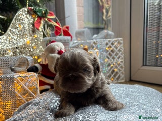 Shih Tzu dogs 4 beautiful stunning shih tzu puppies - Advert 6