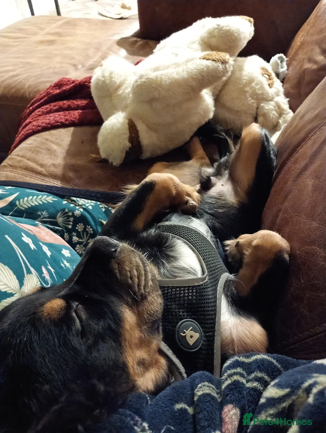 Mixed Breed dogs for sale: 6 month old mix (Frenchie/Springer)  - Advert 3