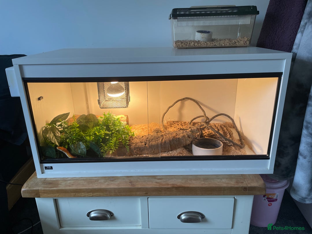 Corn Snake reptiles for sale: Corn Snake + Full Setup  - Image 2