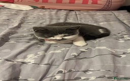 American Shorthair cats for sale: British shorthair cat - Advert 2