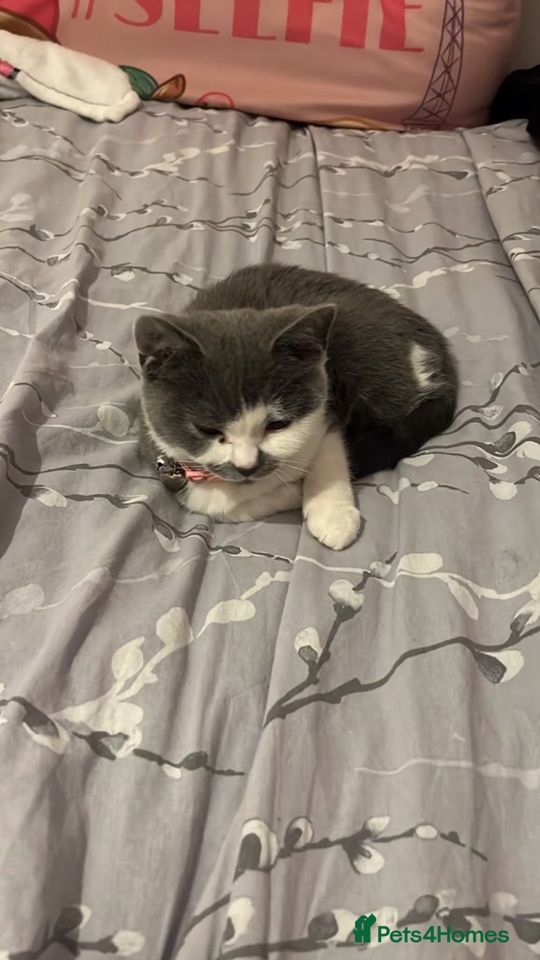 American Shorthair cats for sale: British shorthair cat - Advert 2