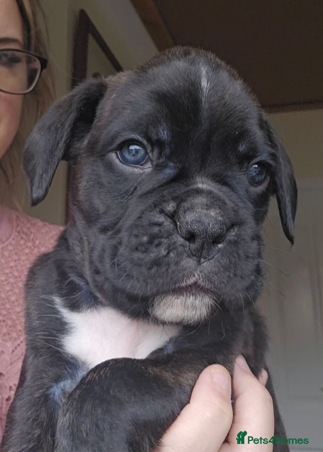 Boxer dogs for sale: Male pup available  - Advert 3