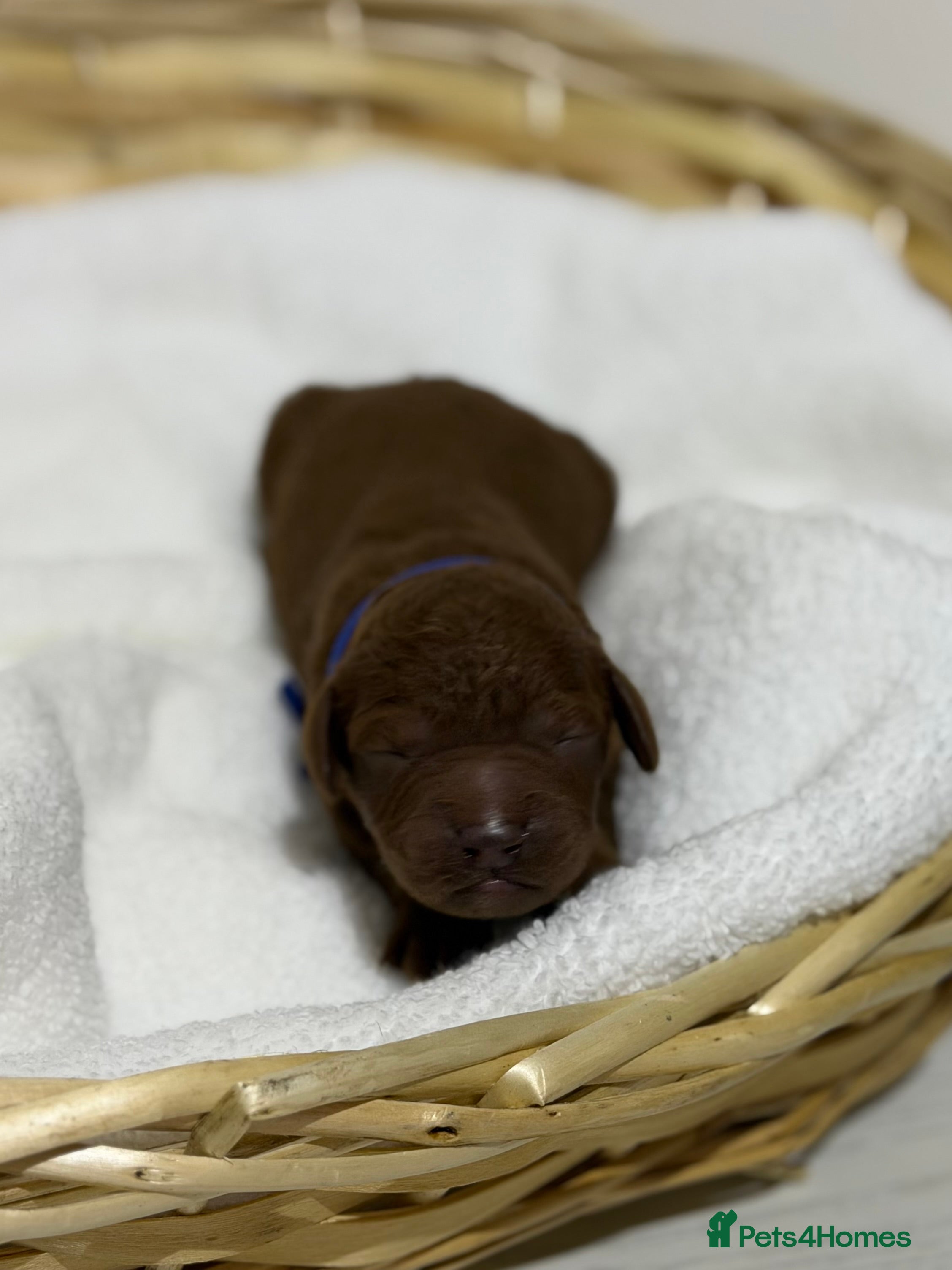 Cavapoo dogs Stunning f1b cavapoos - DNA tested parents  in Luton - Advert 1