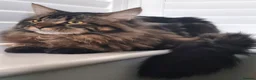 Maine Coon cats for sale: Gorgeous, sociable maine coon kittens  - Advert 2