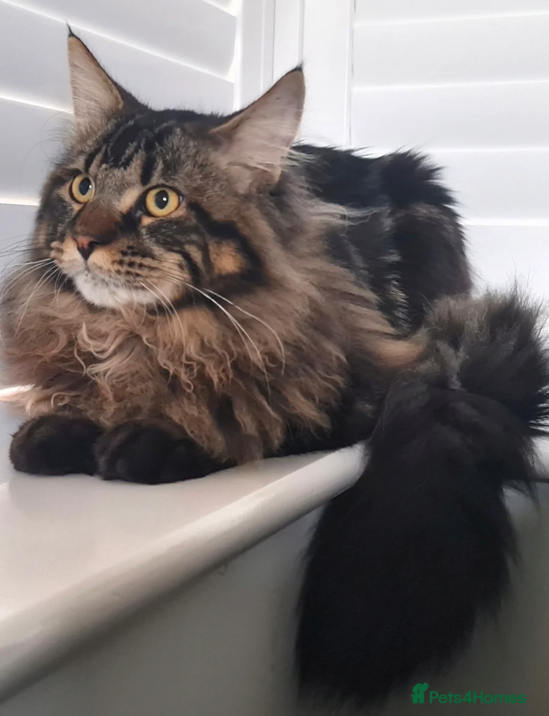 Maine Coon cats for sale: Gorgeous, sociable maine coon kittens  - Advert 2