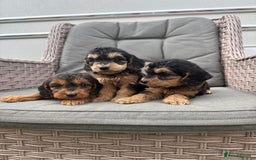 Cockapoo dogs for sale: F1 Cockapoos puppies (council licensed breeder) - Image 21