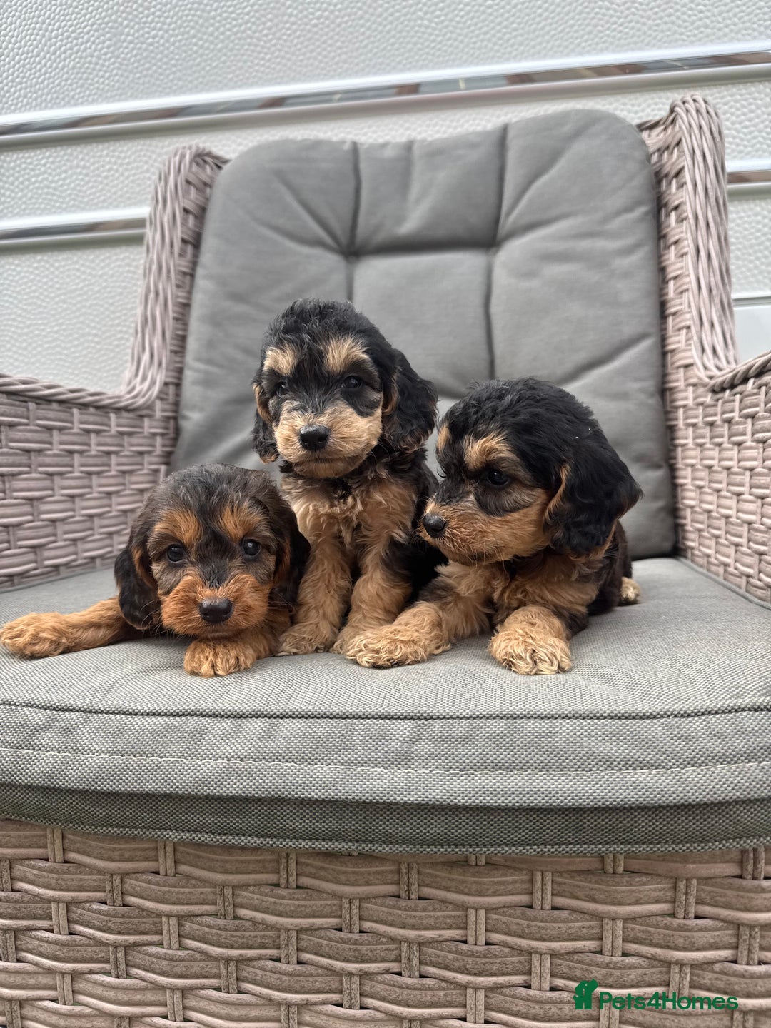 Cockapoo dogs for sale: F1 Cockapoos puppies (council licensed breeder) - Image 21
