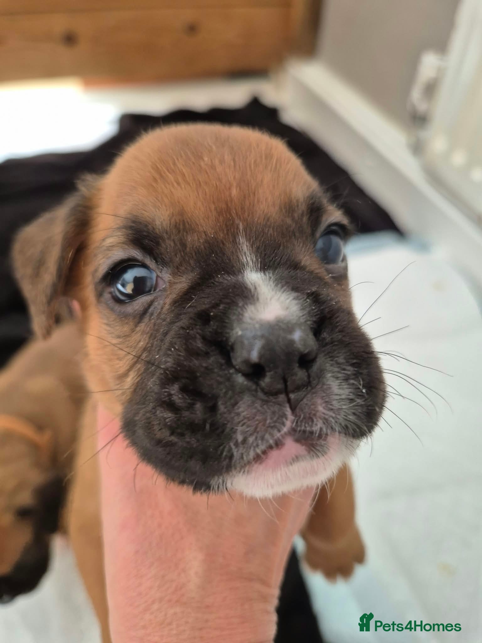 Boxer dogs Gorgeous Red Boxer puppies for sale - Advert 2