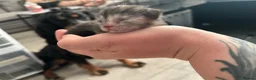 British Shorthair cats for sale: Stunning british short hair kittens 🐱  - Advert 21