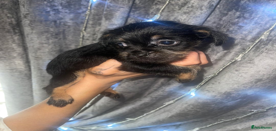 Gallery Image {{count}}