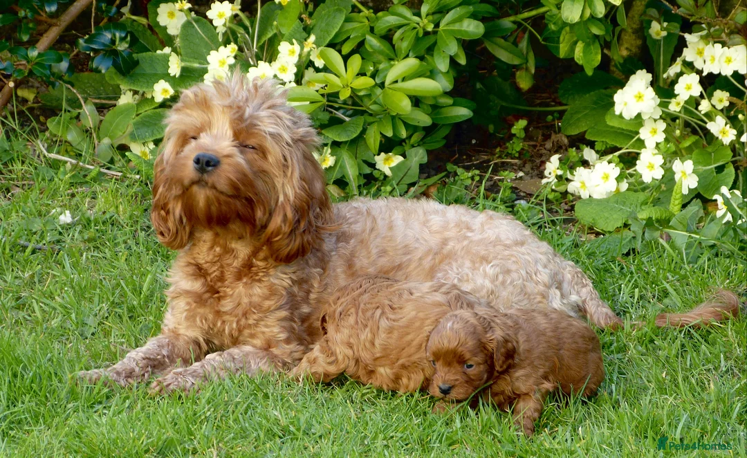 Cavapoo dogs for stud: Cavapoo Stud Dog. 5* Licensed Breeder - Advert 6