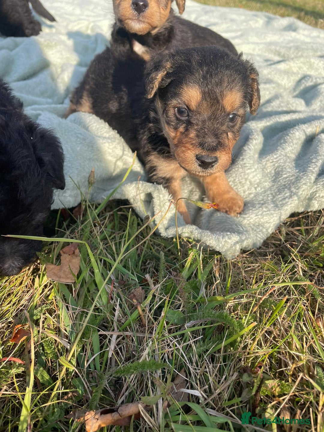 Mixed Breed dogs for sale: Foxypoo puppies for sale  - Image 13
