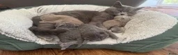 British Shorthair cats for sale: Adorable British Shorthair Kittens 🐾 - Advert 4