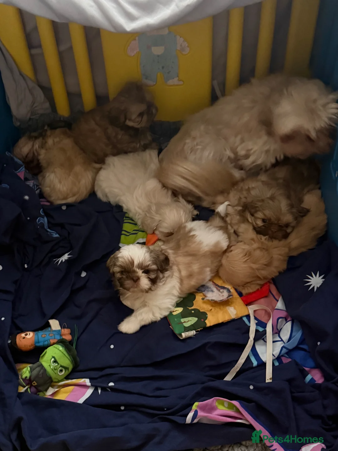 Shih Tzu dogs for sale: Imperial shin tzu - Advert 2