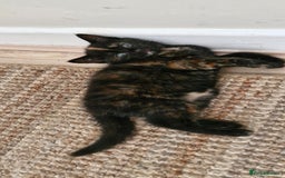 Mixed Breed cats for sale: Adorable kittens  - Image 29