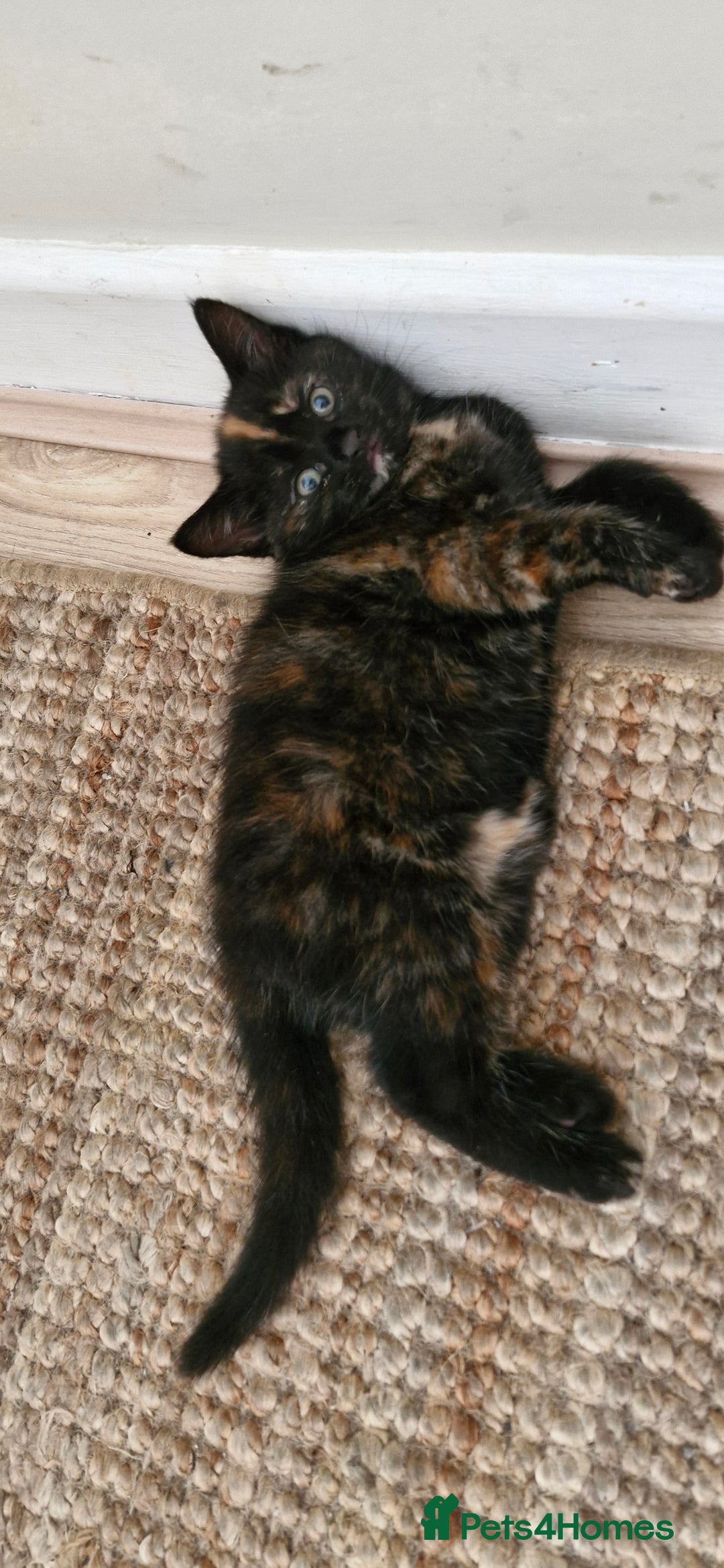 Mixed Breed cats for sale: Adorable kittens  - Image 29