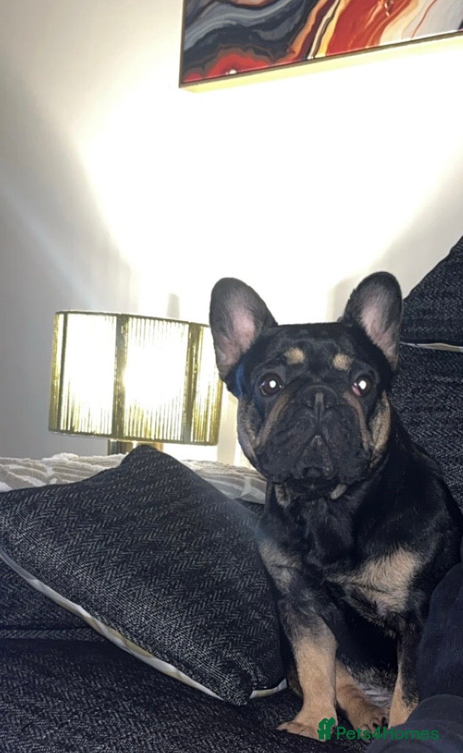 French Bulldog dogs Audrey - Advert 1