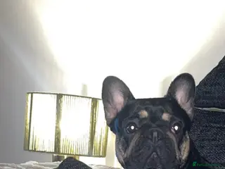 French Bulldog dogs Audrey - Advert 1