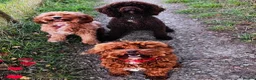 Cavapoo dogs for sale: Stunning F1b Cavapoo puppies- 5* licensed - Advert 10