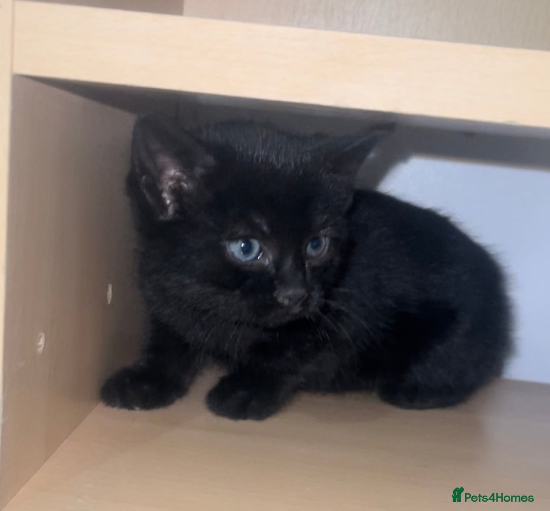 Domestic Shorthair cats for sale: 1 Domestic Shorthair Female Kitten & 1 BlackKitten - Advert 5