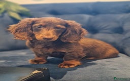 Miniature Dachshund dogs for sale: Cream Mini longhair Dachshund - Image 2