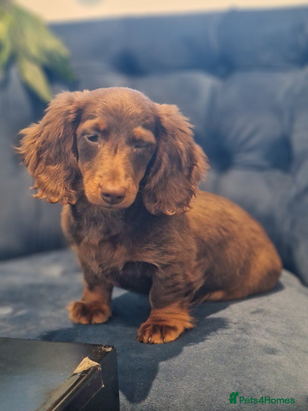 Miniature Dachshund dogs for sale: Cream Mini longhair Dachshund - Image 2