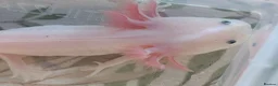 Axolotl reptiles for sale: Juvenile Leucistic Axolotls - Available Now - Advert 8