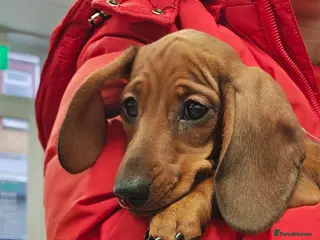 Miniature Dachshund dogs Miniature dachshund puppies - Advert 2