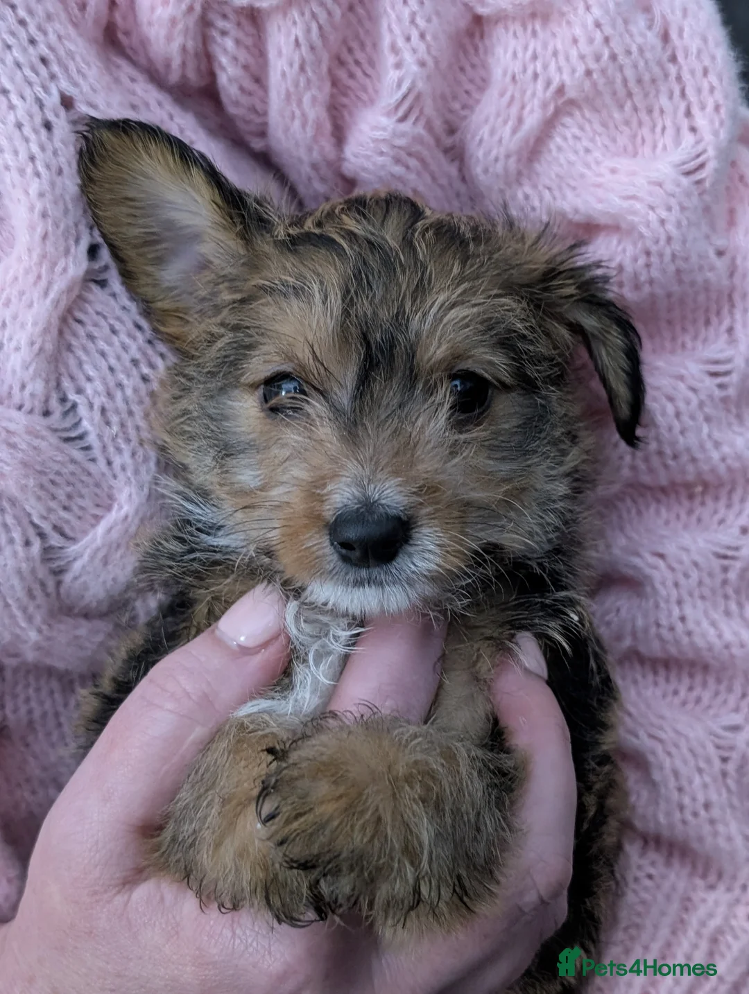 Jackapoo dogs for sale: Beautiful Jackapoo puppies  - Advert 8