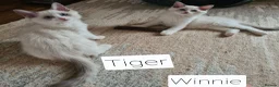 Ragdoll cats for sale: Gorgeous pure bread ragdoll kittens - Advert 6