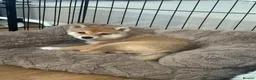 Japanese Shiba Inu dogs for sale: 👑 Japanese Championship Bloodline Mame Shiba - Advert 5