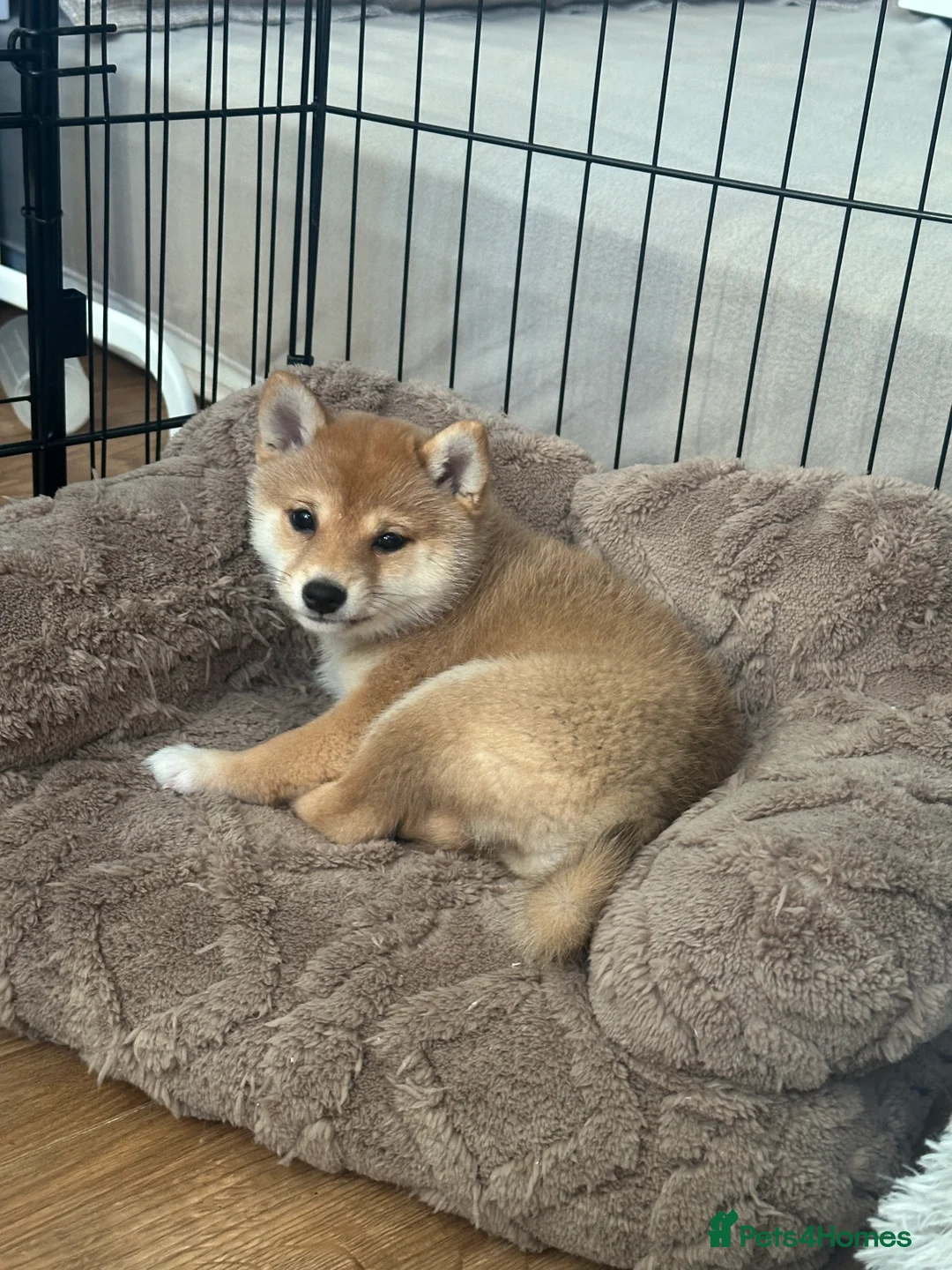 Japanese Shiba Inu dogs for sale: 👑 Japanese Championship Bloodline Mame Shiba - Advert 5