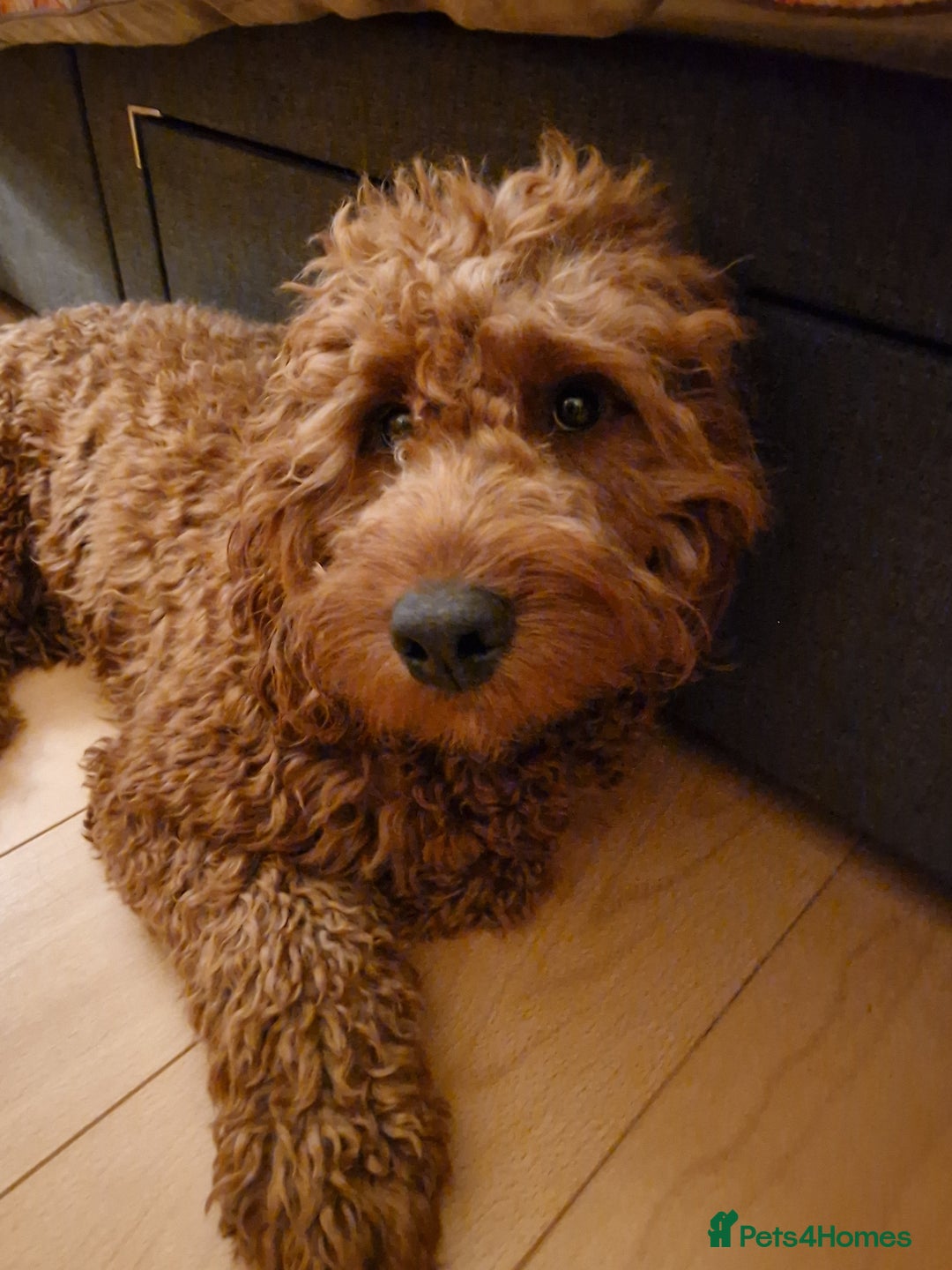 Cockapoo dogs for sale: Bobbie a beautiful dog - Advert 1