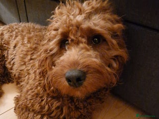 Cockapoo dogs Bobbie a beautiful dog - Advert 1