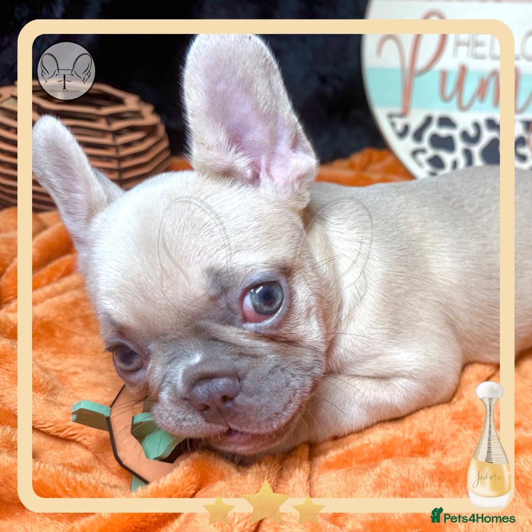 French Bulldog dogs for sale: Hello Pumpkin KC Frenchie Bulldogs A* Ready Soon! - Image 12