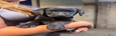 Mixed Breed 5