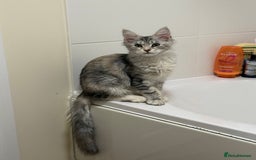 Maine Coon cats for sale: Female main coon  - Image 1